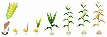deathcorn plant